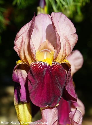 Iris (sk. germanica)
