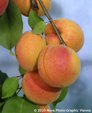 Prunus armeniaca 
