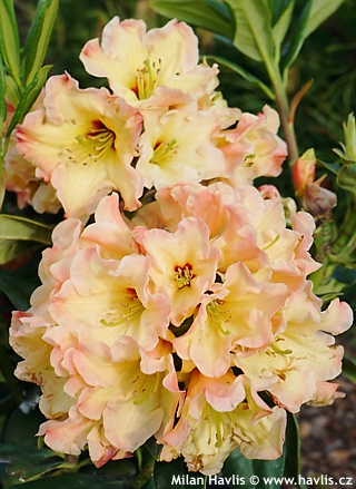 Rhododendron 'Bouti0150'