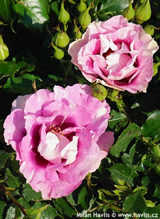Rosa 'Pejbigeye' (x Hulthemosa)