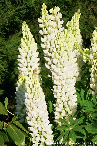 Lupinus WEST COUNTRY&#8482;