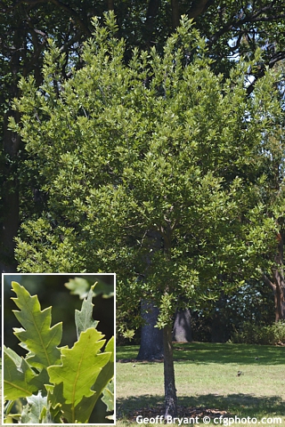 Quercus x hispanica