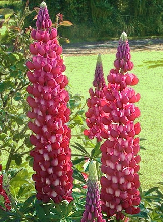 Lupinus WEST COUNTRY&#8482;