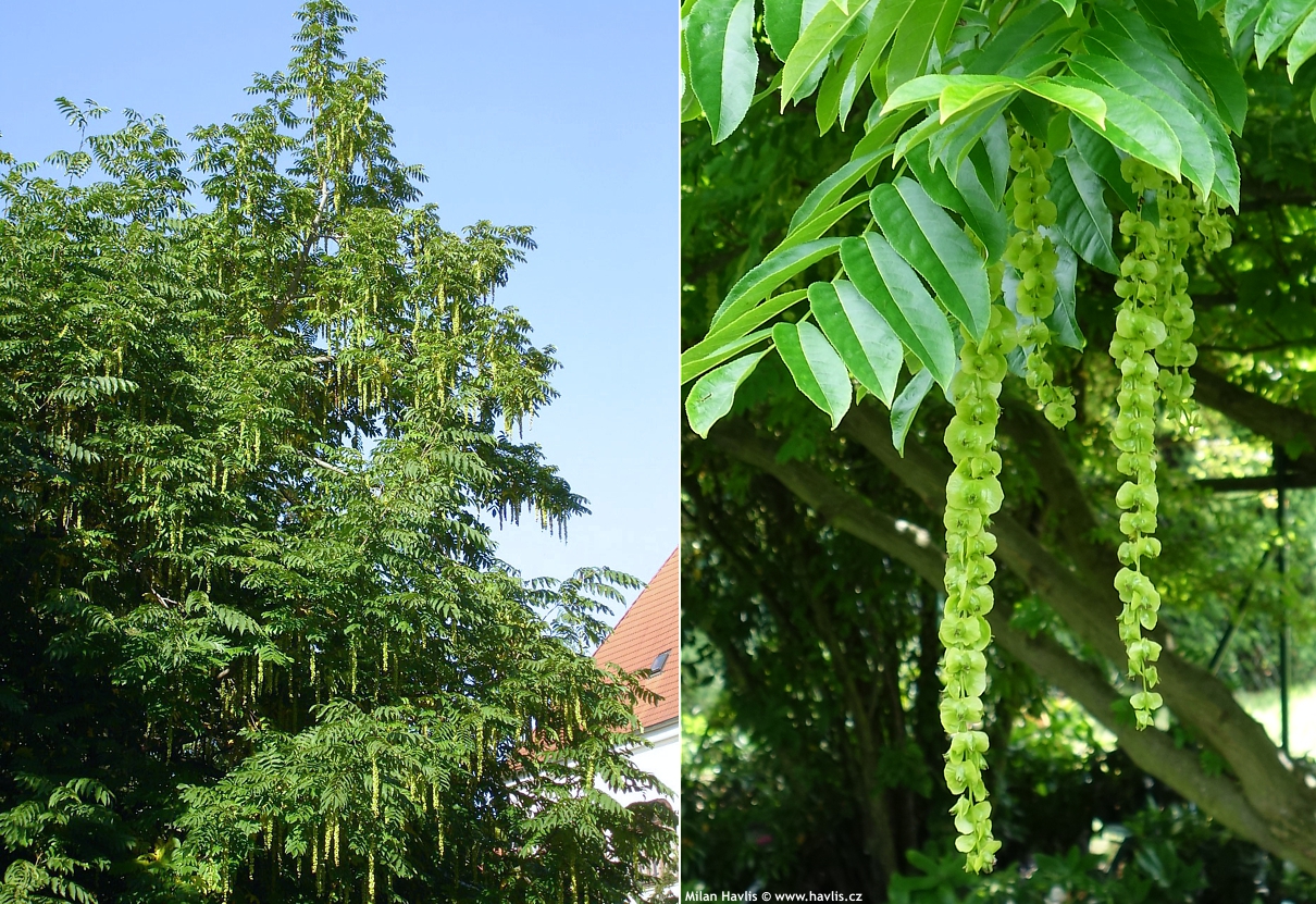 5 graines-heirloom! Caucasian WINGNUT-Noyer-pterocarya fraxinifolia