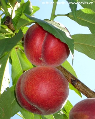 Prunus persica 
