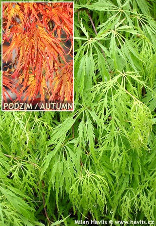 Acer palmatum (var. dissectum viride)