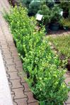 Ilex maximowicziana var kanehirae