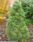 Pinus sylvestris 'GLOBOSA VIRIDIS'