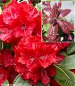 Rhododendron 'MOSER'S MAROON'