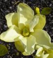 Magnolia  'YELLOW RIVER'