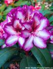 Rhododendron 'HANS HACHMANN'