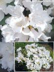 Rhododendron  'DORA AMATEIS'
