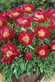 Paeonia 'EARLY SCOUT'