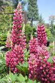 Lupinus 'GALLERY RED'