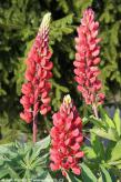 Lupinus 'THE PAGES'