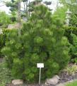Pinus heldreichii (syn. p.leucodermis) 'COMPACT GEM'
