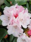 Rhododendron (yakushimanum) 'WANNA BEE'
