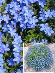 Lithodora diffusa 'HEAVENLY BLUE'