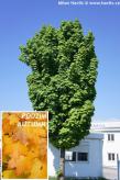 Acer platanoides 'COLUMNARE'