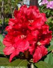 Rhododendron 'RABATZ'