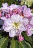 Rhododendron fortunei 'BEST FORM'