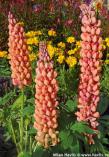 Lupinus WEST COUNTRY&#8482; 'TERRACOTTA'