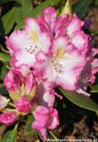Rhododendron 'SASKIA'