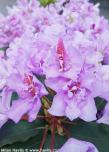 Rhododendron 'FASTUOSUM FLORE PLENO'