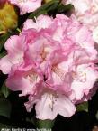 Rhododendron (yakushimanum) 'MORNING CLOUD'