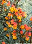 Berberis linearifolia 'ORANGE KING'