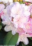 Rhododendron (Yakushimanum) 'SCHNEEKRONE'