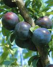 Prunus salicina 'BLACK AMBER'