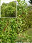Salix matsudana (s.babylonica var.pekinensis)