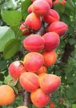 Prunus armeniaca 