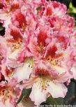 Rhododendron 'DJINGESTAN'