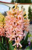 Hyacinthus 'GIPSY QUEEN'
