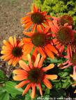 Echinacea SUNSEEKERS 'Bright Orange'