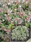 Abelia x grandiflora 'Conti' CONFETTI&reg; 