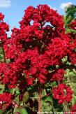 Lagerstroemia indica 'Whit IV' RED ROCKET&#174;