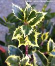 Ilex aquifolium  'MADAME BRIOT'