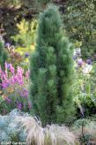 Pinus nigra 'GREEN TOWER'
