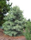 Pinus koraiensis 'NANA'
