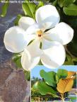 Magnolia grandiflora 'MONT BLANC'&#174;