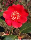 Camellia japonica 'KIMBERLEY'
