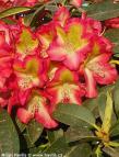 Rhododendron 'RAPHAELA'