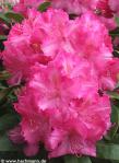 Rhododendron 'ANASTASIA'