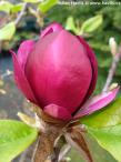 Magnolia 'SWEET MERLOT'