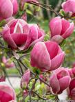 Magnolia  'SWEET VALENTINE'