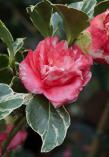 Camellia japonica 'BENTEN-KAGURA'