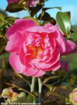 Camellia 'SPRING FRILL'